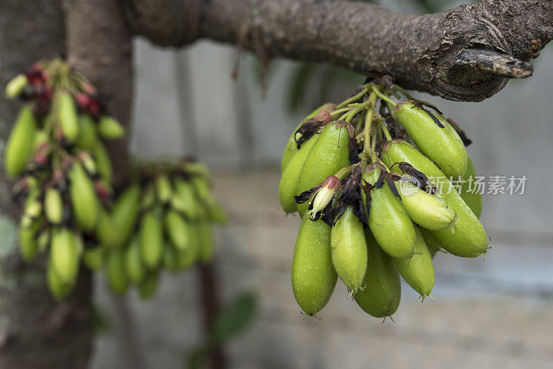 在树上生长的Averrhoa Bilimbi